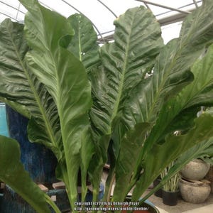 May include: A large green plant with large, wide leaves. The plant is in a pot and is growing in a greenhouse.