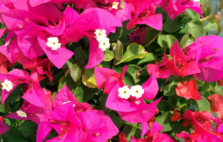 Well Rooted **HELEN JOHNSON** Live Bougainvillea starter/plug plant*