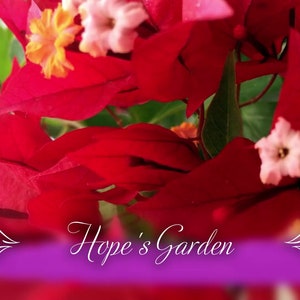 Puede incluir: Primer plano de vibrantes flores de buganvillas rojas con pequeñas flores blancas y amarillas. La imagen presenta el texto "Hope's Garden" en una elegante escritura sobre una pancarta púrpura, lo que sugiere un tema floral o de jardín.