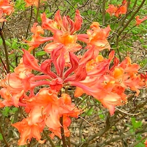 MAUVILA GOLD~~Aromi Deciduous Azalea Rhododendron~~Well Rooted Starter Plant~~Please Read All Info & See All Pics! May be Dormant!