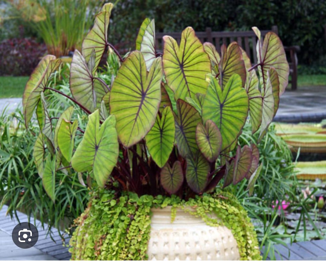 Blue Hawaii-colocasia Esculenta- Elephant Ear - SMALL ROOTED STARTER  Plant-royal Hawaiian Collection - Etsy