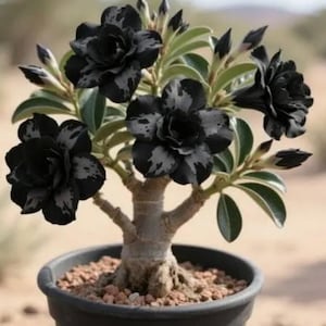 May include: A potted desert rose plant with striking black and white speckled flowers. The plant has a thick, textured trunk and is set in a black pot filled with small, reddish-brown pebbles. The background is a blurred, neutral tone.