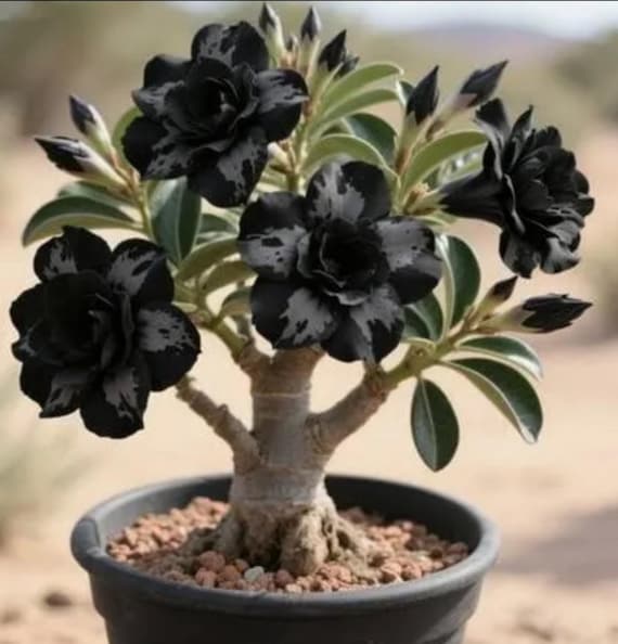 Dark Matter~ Desert Rose Adenium Obesum SMALL Rooted Seedling Plant FOLIAGE REMOVED for shipping! Ships bare root