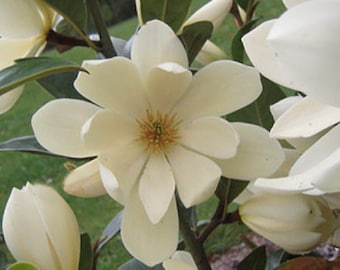 Fairy Cream~Michelia doltsopa Magnolia Tree~Cream Fragrant Blooms! Well Rooted!