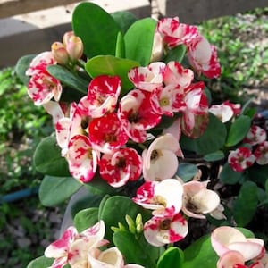 LAI KANOK**Crown Of Thorns-Euphorbia Milii**Christ Plant**Very Small Well Rooted Starter Plant**2-4 Inches Tall**Extremely Rare Variety
