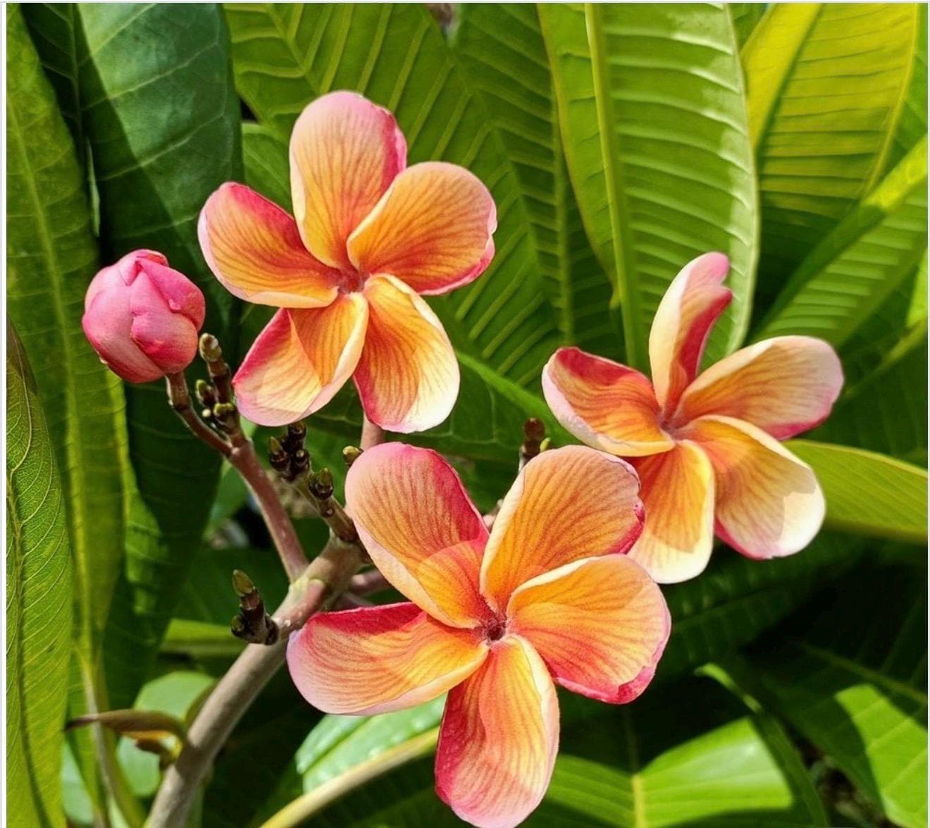 Som Lai Plumeria Rubra Frangipani-fully ROOTED and GRAFTED Plant