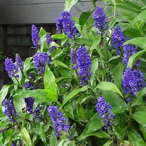 SAPPHIRE BLUE GINGERGorgeous Dichorisandra ThyrsifloraSmall Rooted Starter Plant image 3