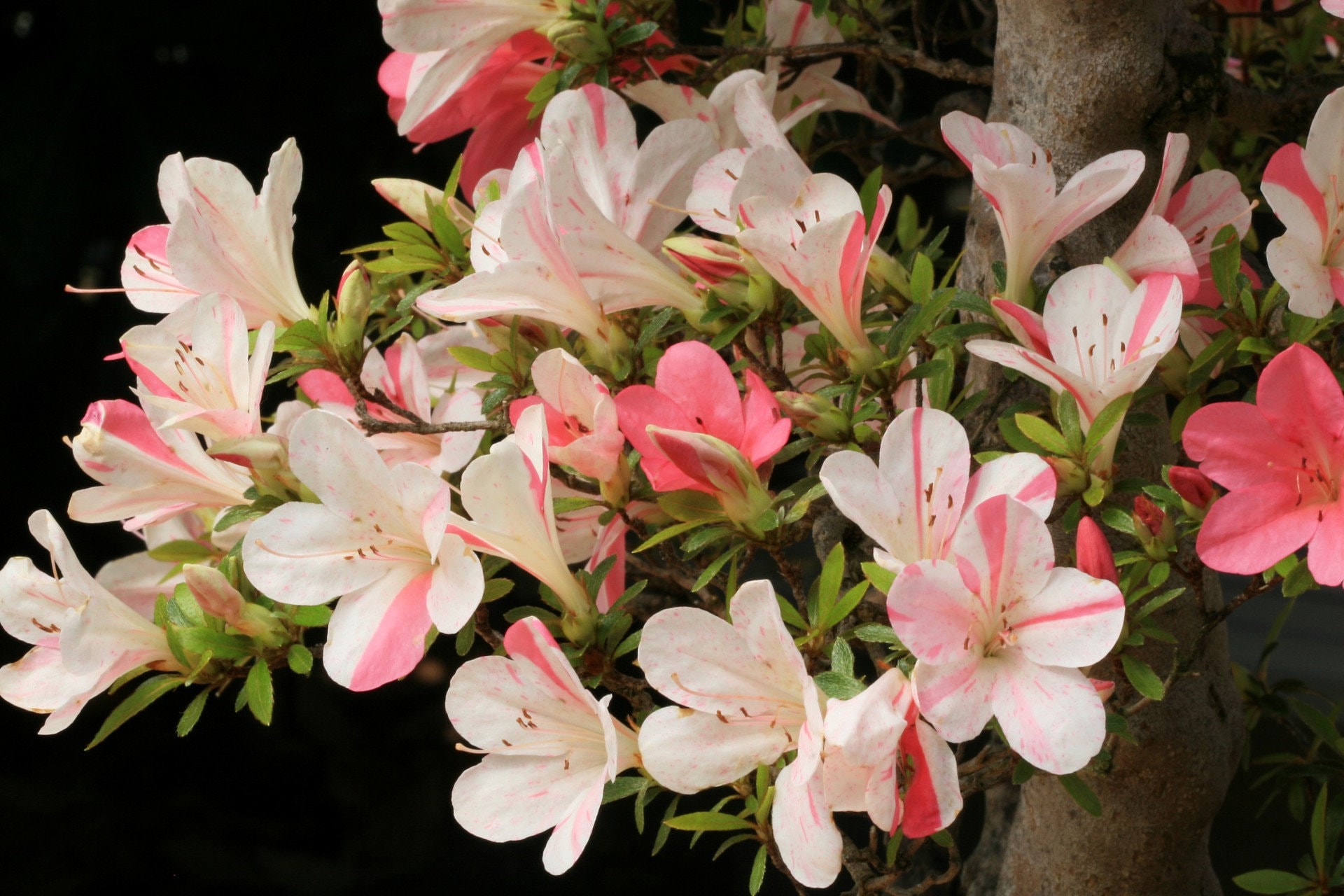 Astronaut~~azalea Rhododendron Starter Plant~~multiple Color