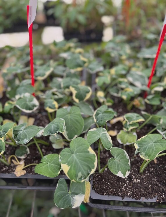 2 Elephant Ear Bulbs - Xanthosoma Albo Marginata 'Mickey Mouse' Variegated