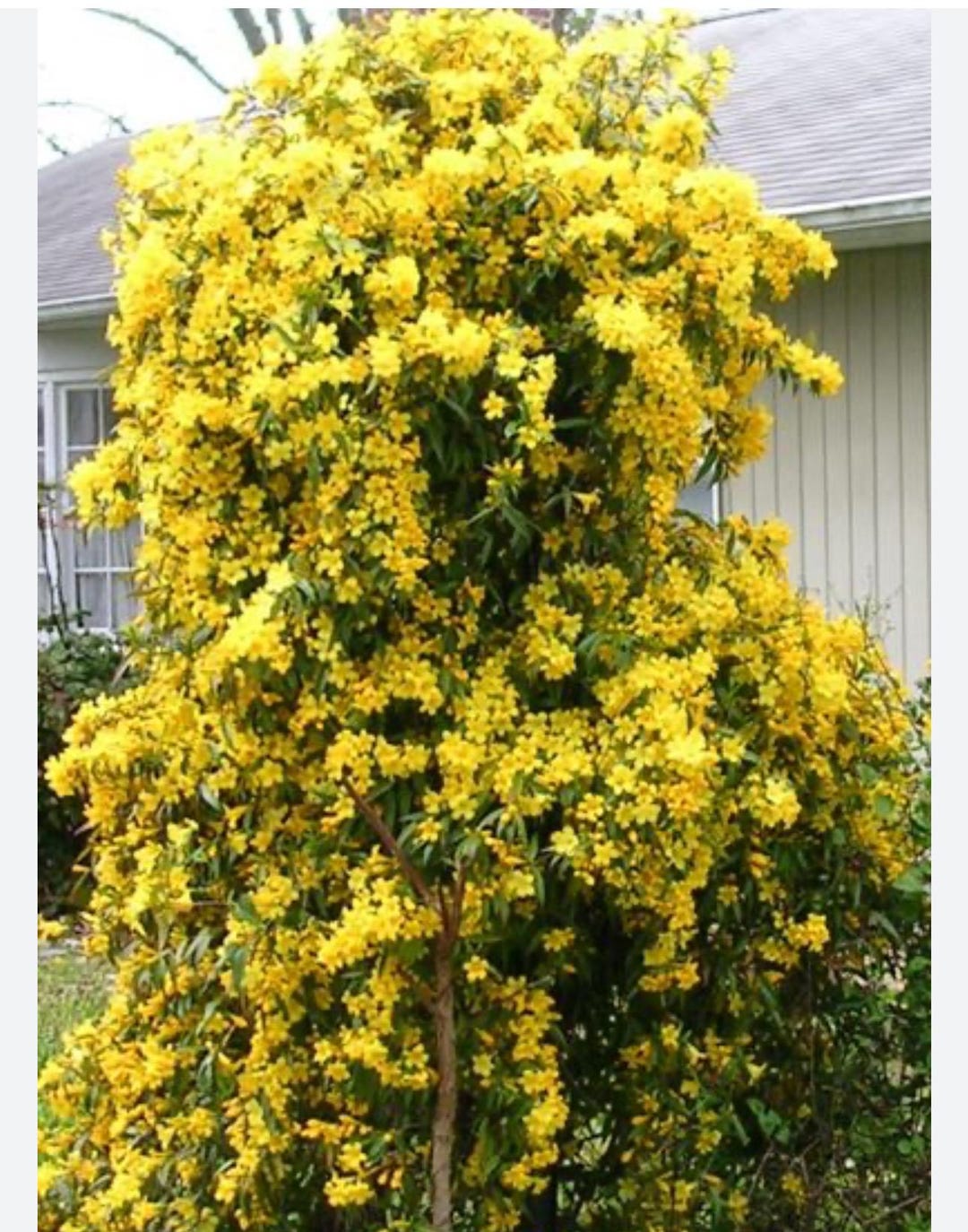 MARGARITA CAROLINA Jessamine~yellow Jasmine~gelsemium