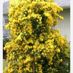 MARGARITA CAROLINA JESSAMINE~Yellow Jasmine~Gelsemium sempervirens~Small Rooted Starter Plant~ Intensely Fragrant~Rare!