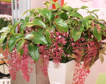 Florinilla "BELLA" Medinilla Plant~~Live Well Rooted "STARTER" Plant~ Gorgeous Pendulous Pink Blooms~Very Rare!