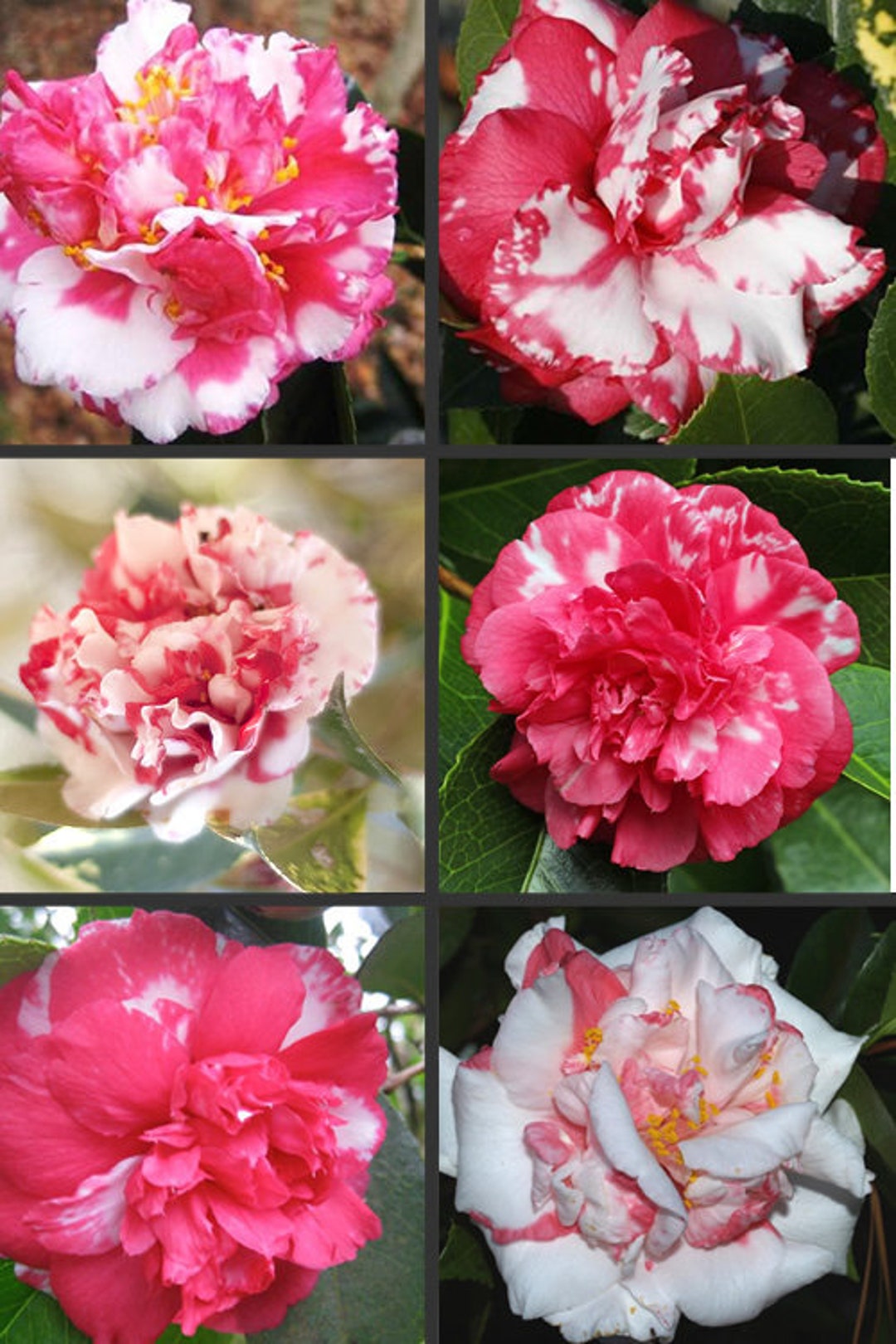 thumbnail interactive-video image 1 of SHIBORI-EGAO**Bicolor Bloom**Camellia Japonica Live Starter Plant – Gorgeous Pink Roses, Ships In Pot! (USA Seller) 1 of 2