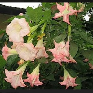 Strawberries & Cream~~Angel Trumpet Brugmansia~~Well Rooted STARTER Plant