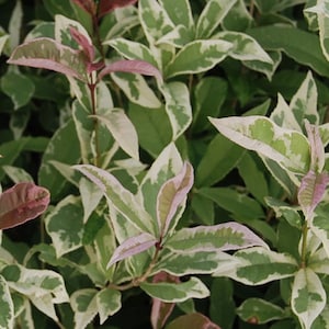 Yinbi Shuanghui Variegarted Fragrant Tea Olive Osmanthus fragrans Starter Plant~Absolutely Delightful Fragrance!