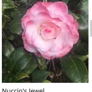 Nuccios Jewel**Bicolor Bloom** Camellia Japonica-Live Starter Plant