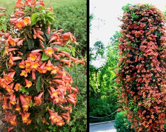 Bignonia Tangerine Beauty~~Crossvine*Rooted SMALL Rooted Starter Plant**ATTRACTS Butterflies & Hummingbirds!