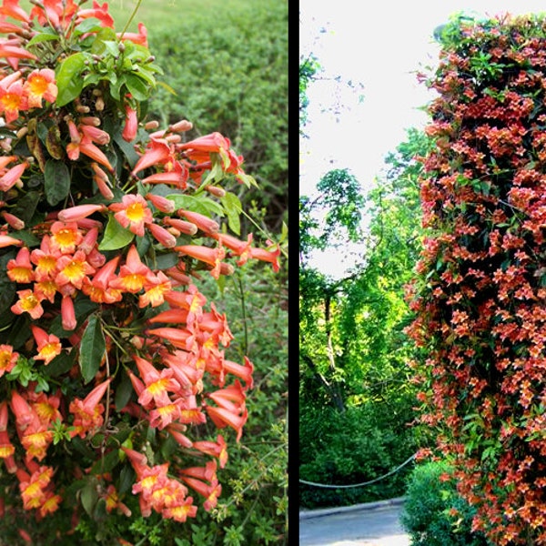 Bignonia Tangerine Beauty~~Crossvine*Rooted SMALL Rooted Starter Plant**ATTRACTS Butterflies & Hummingbirds!