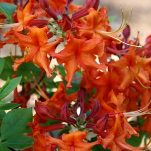 RED PEPPER~~Aromi Deciduous Azalea Rhododendron~~Well Rooted SMALL Starter Plant~~Please Read All Info & See All Pics!