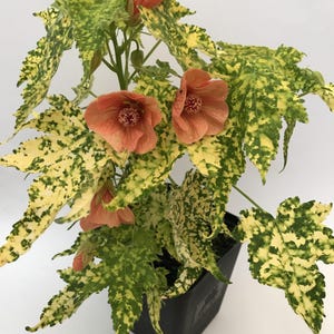 Thompsonii Variegated Peach Abutilon Pictum Flowering Maple SMALL ROOTED STARTER Plant~Unique Profuse Bloomer!