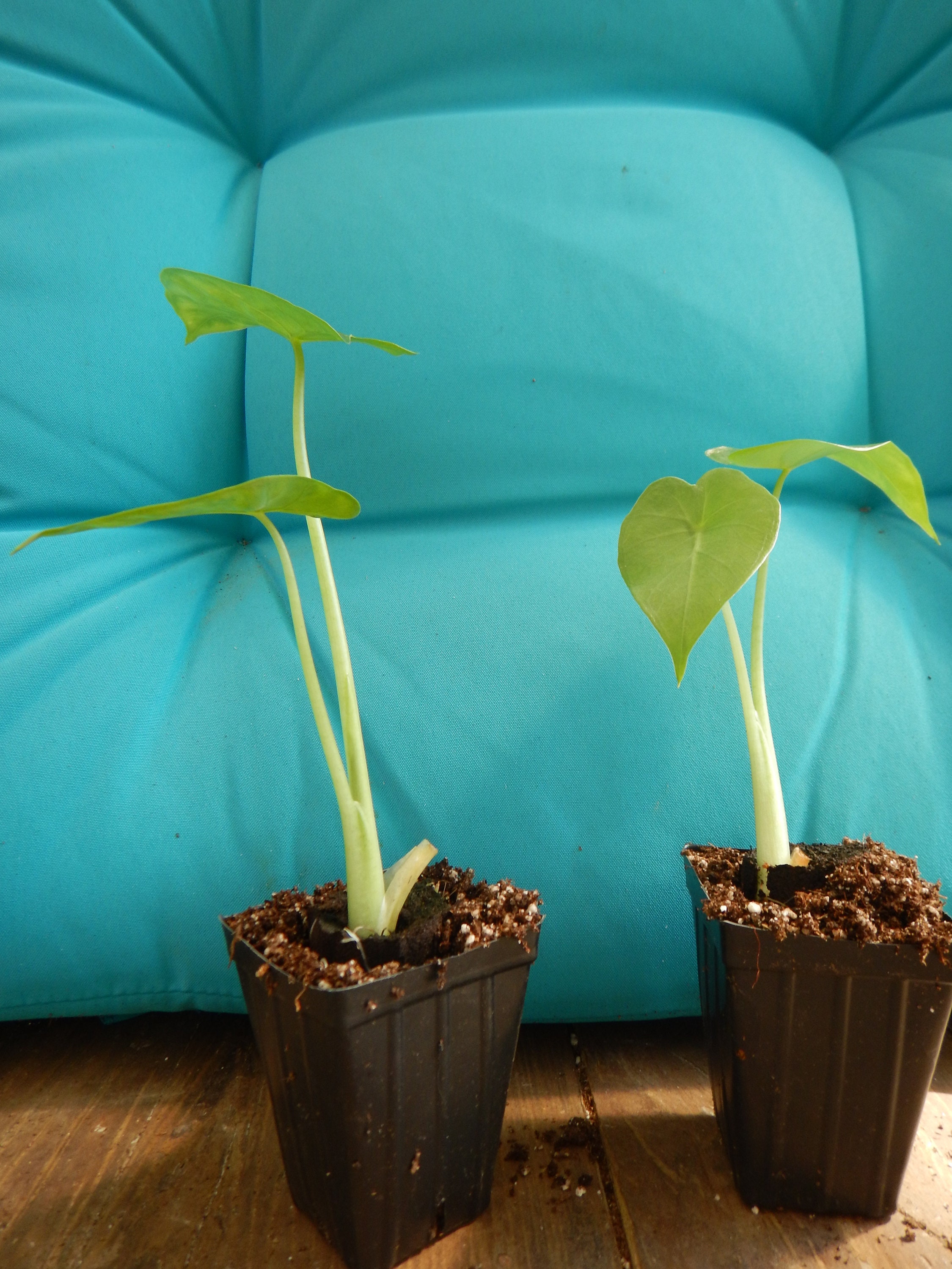 bushy philodendron Philodendron 'Micans' 6"