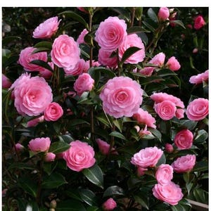 E.G. WATERHOUSE**Unique Pink Blooms*Camellia Japonica-Live Well Rooted Starter Plant