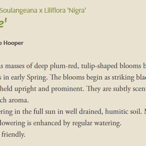 May include: Text from a product description for a plant called 'Genie'. The text describes the plant's features, including deep plum-red, tulip-shaped blooms that appear in early spring. The text also mentions the plant's scent and ideal growing conditions.