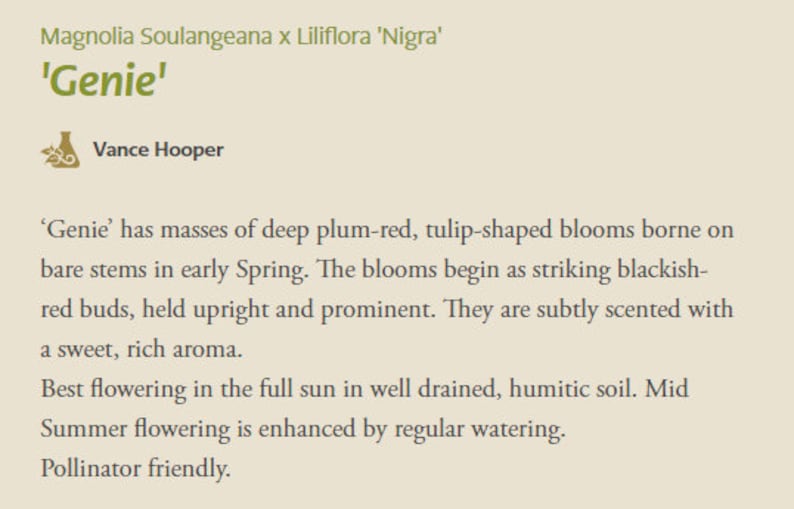 May include: Text from a product description for a plant called 'Genie'. The text describes the plant's features, including deep plum-red, tulip-shaped blooms that appear in early spring. The text also mentions the plant's scent and ideal growing conditions.
