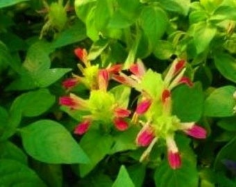 FRUIT COCKTAIL Shrimp~justicia Brandegeana~~well Rooted Small Starter Plant~beautiful  Unique Blooms - Etsy