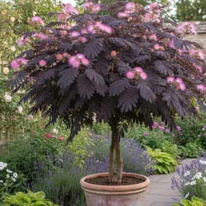 Theobroma Bicolor - Etsy