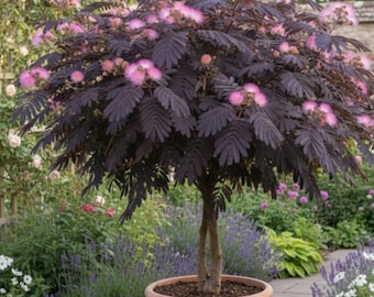 Summer Chocolate Mimosa Tree Albizia julibrissin-Height Varies from 20-24”tall Ships bare root with all foliage removed! Hardy in zones 6-10