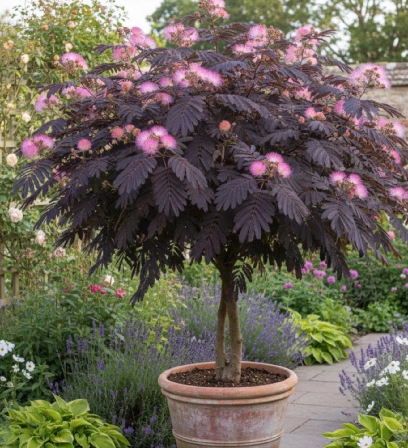 Theobroma Bicolor - Etsy
