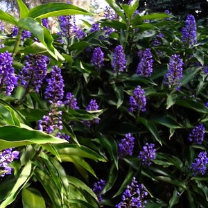 SAPPHIRE BLUE GINGERGorgeous Dichorisandra ThyrsifloraSmall Rooted Starter Plant image 10