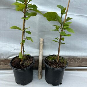 May include: Two young plants in black plastic pots. Each plant has vibrant green leaves and is supported by a thin bamboo stake. A ruler is placed between the pots for scale, showing the plants' size.