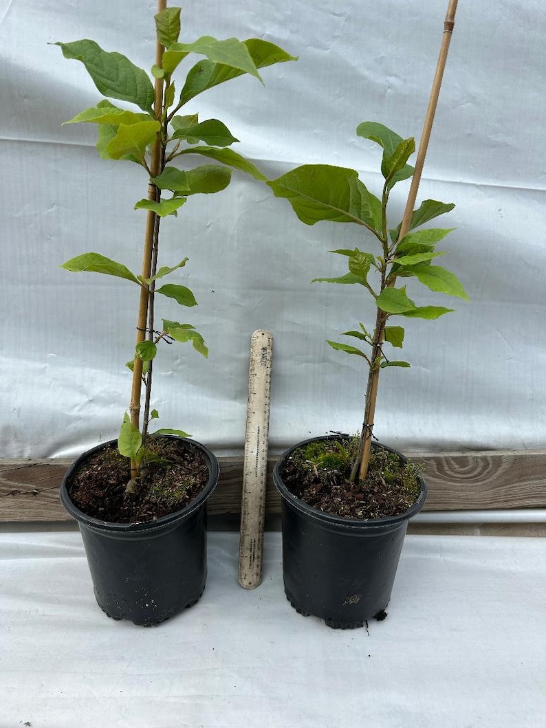 May include: Two young plants in black plastic pots. Each plant has vibrant green leaves and is supported by a thin bamboo stake. A ruler is placed between the pots for scale, showing the plants' size.