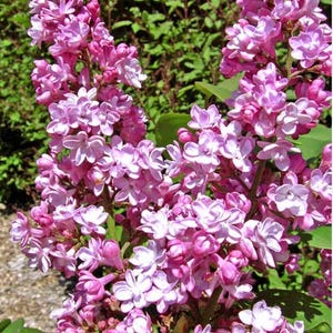 Belle de Nancy Lilac~Syringa vulgaris ~ Small Well Rooted STARTER Plant~4-8 inches tall