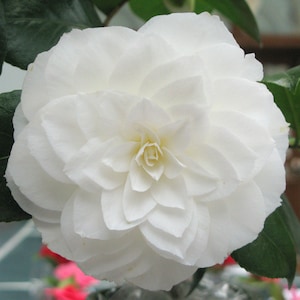 NUCCIO&#39;S GEM**Unique Blooms**Camellia Japonica-Live Starter Plant