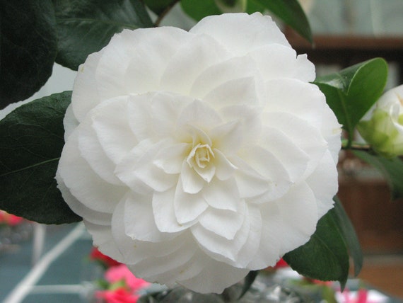 NUCCIO'S Gem**unique Blooms**camellia Japonica-live Starter Plant - Etsy