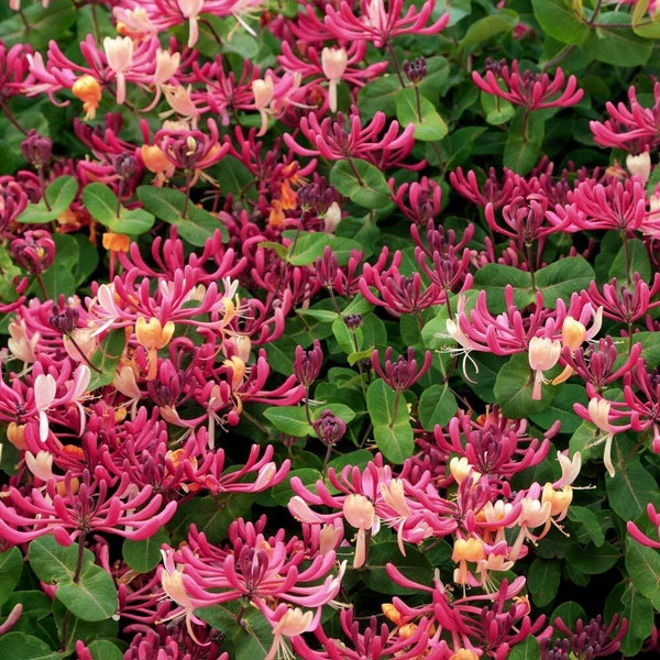 Peaches & Cream~Honeysuckle Vine~~Well Rooted Starter Plant~~ Late Dutch Lonicera~HUMMINGBIRD HEAVEN!