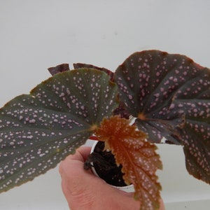 Angelwing Begonia Benigo Pink Well Rooted Starter PlantThe Older the Leaves Get the More Pink Comes Out image 3