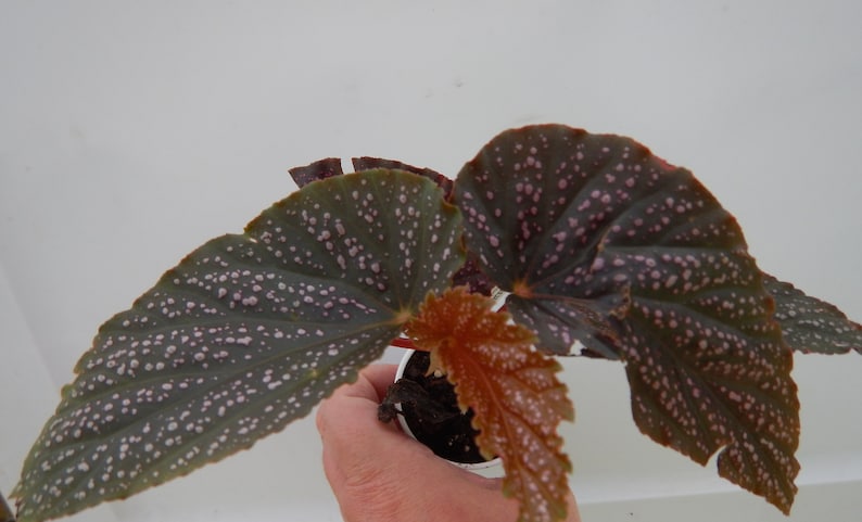 Angelwing Begonia Benigo Pink Well Rooted Starter PlantThe Older the Leaves Get the More Pink Comes Out image 3