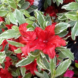 Red Luster~~Azalea Rhododendron Small Rooted Starter Plant~~