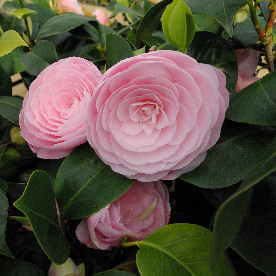 PEARL Maxwell**camellia Japonica--live Well Rooted Starter Plant