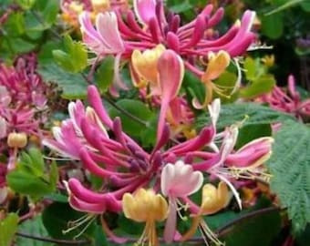 Candy Swirl~Honeysuckle Vine~~Well Rooted Starter Plant~~ Late Dutch Lonicera~HUMMINGBIRD HEAVEN!