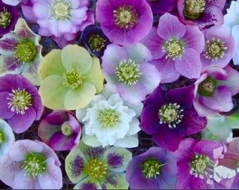 リラページです。 Rare Japanese Rose 'lilas' | 丽拉 リラ | Shrub Rose | Blue-purple