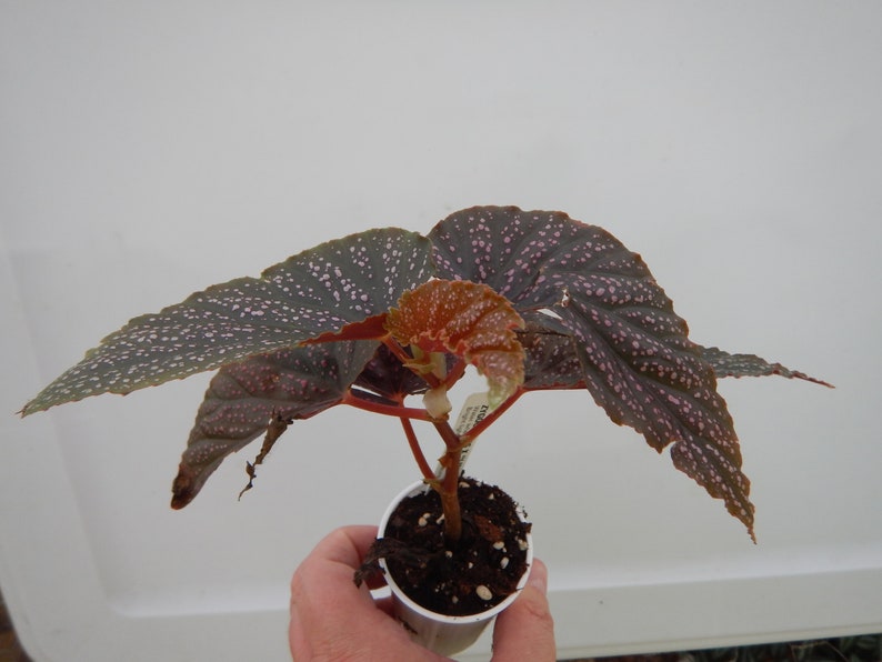 Angelwing Begonia Benigo Pink Well Rooted Starter PlantThe Older the Leaves Get the More Pink Comes Out image 5