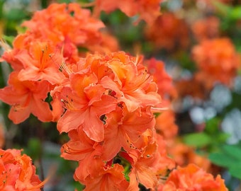 Gibraltar~~Deciduous Azalea Rhododendron~~Well Rooted SMALL Starter Plant~VIBRANT ORANGE