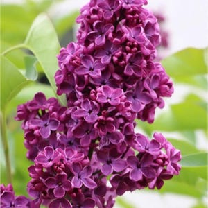 Ludwig Spaeth Lilac ~Syringa vulgaris ~ Small Well Rooted STARTER Plant~4-8 inches tall