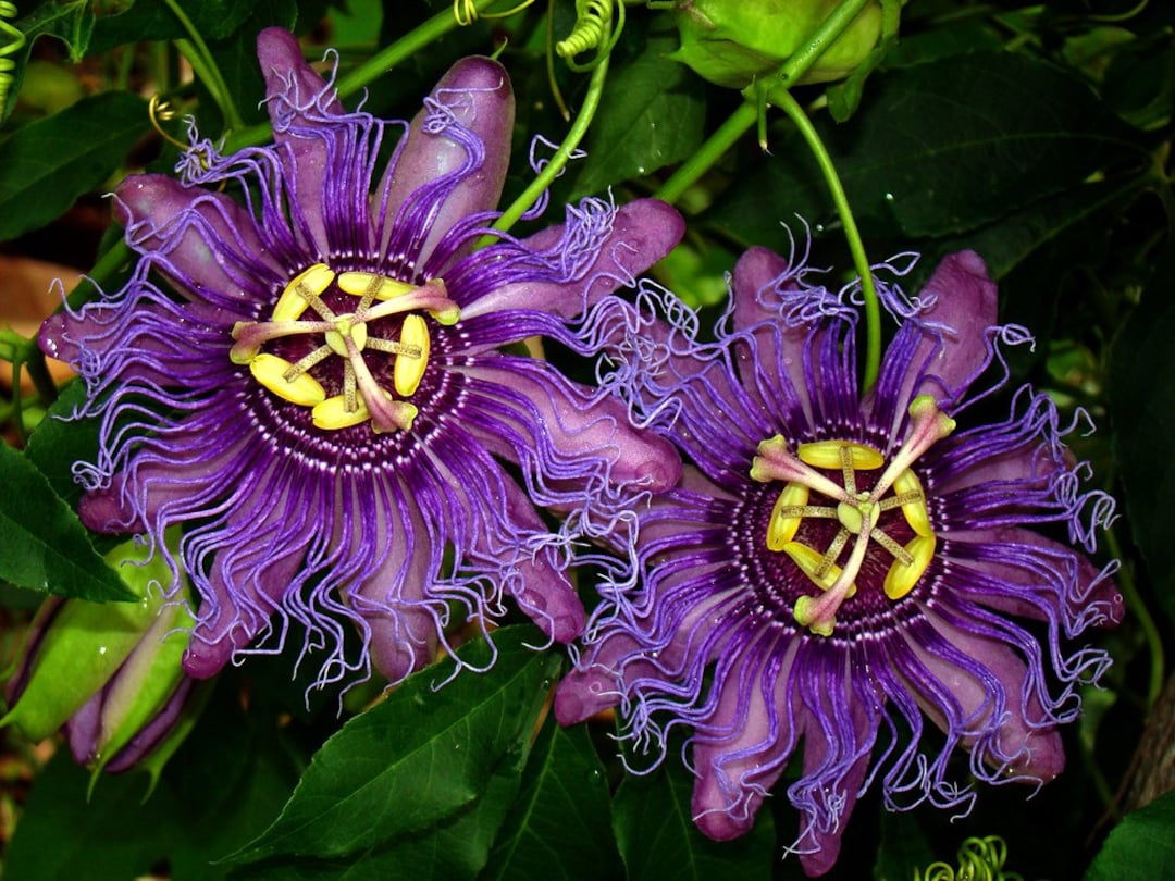 INCENSE Passion Vinepassiflora Incarnatacincinnatasmall Rooted STARTER