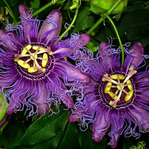 INCENSE Passion Vine~Passiflora Incarnata-Cincinnata~~Small Rooted STARTER Plant~~Purple Flower Yellow Fruit